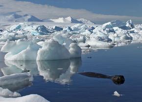 Polar ice is disappearing at increasing rates